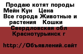 Продаю котят породы Мейн Кун › Цена ­ 12 000 - Все города Животные и растения » Кошки   . Свердловская обл.,Краснотурьинск г.